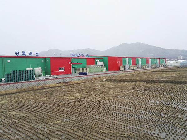 أنظمة تكييف متطورة مخصصة لمزرعة فطر الأجاريكس (عيش الغراب) في سيول (كوريا الجنوبية)